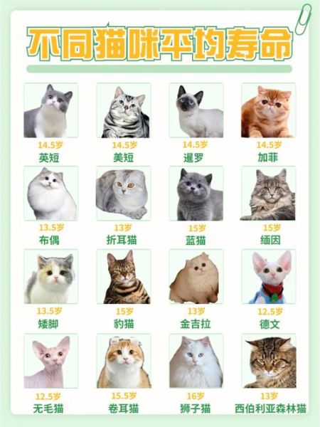 最长寿猫咪(那人类能活多久)