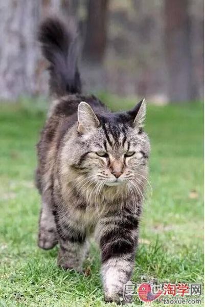 最长寿猫咪(那人类能活多久)