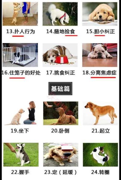 朵拉训练狗狗(狗狗训练要注意什么)
