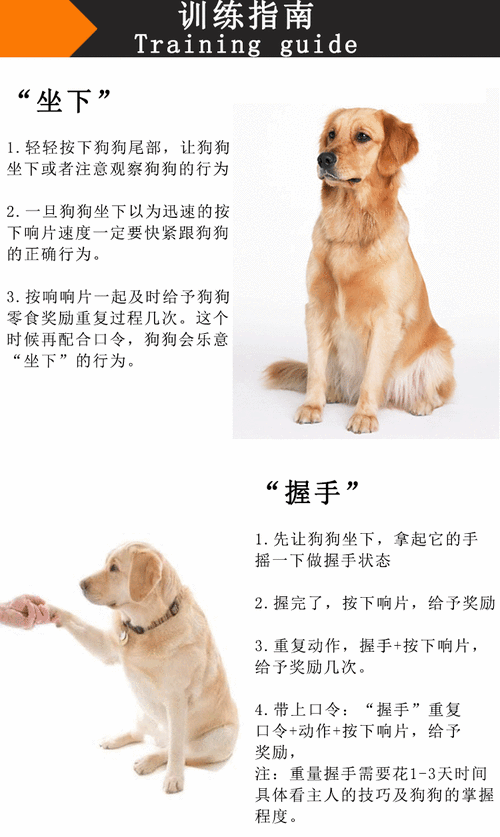 朵拉训练狗狗(狗狗训练要注意什么)