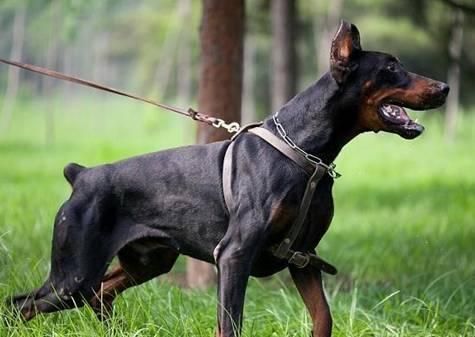 杜兵犬(难道它真的很危险)
