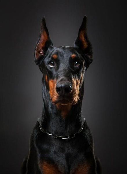 杜兵狗( 它不是社恐犬吗)