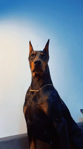 杜宾犬(凶猛又霸气吗)