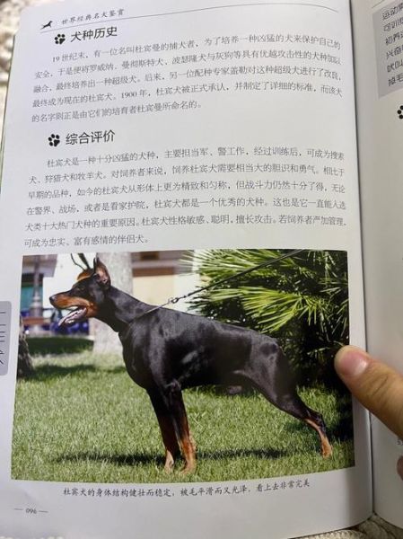 杜宾犬介绍(它适合当宠物吗)