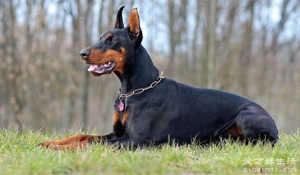 杜宾犬价格多少钱一只(价格差距怎么这么大)