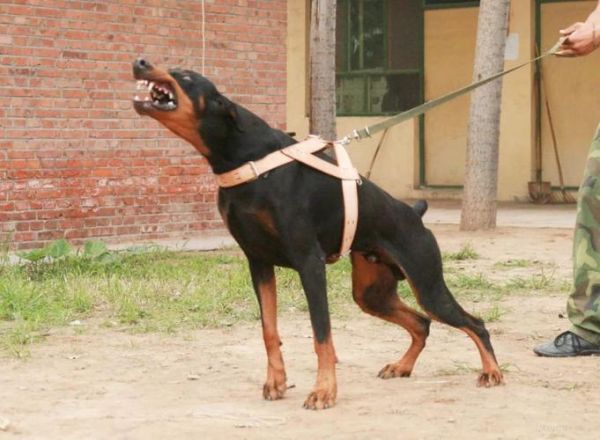 杜宾犬打架(如何安抚情绪避免下次打架)