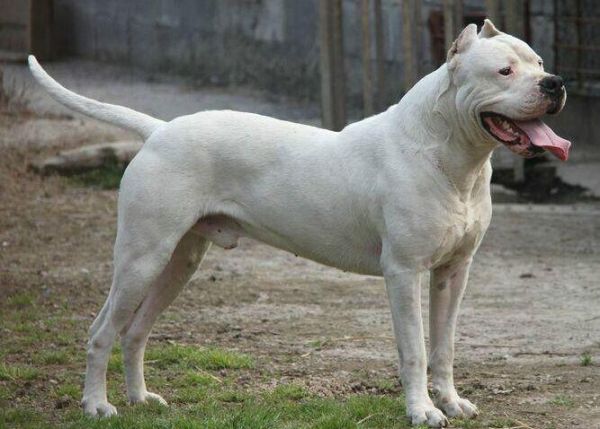 杜高(养杜高犬需要哪些准备)