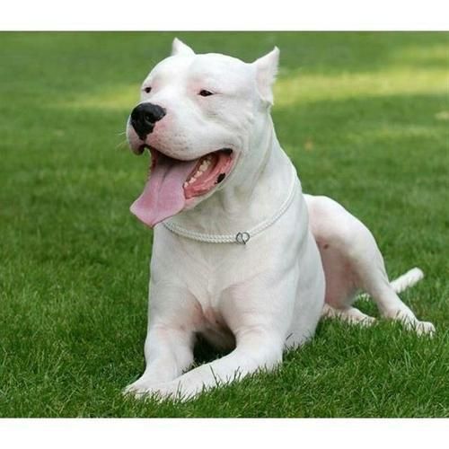 杜高犬(杜高犬真的适合你吗)