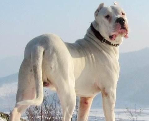 杜高犬vs藏獒(谁才是你的菜)