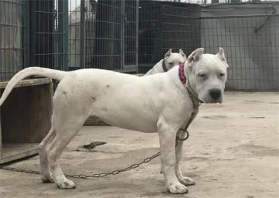 杜高犬价格(多少钱才能买到心仪的狗狗)