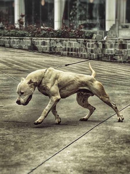 杜高犬咬死藏獒视频( 这是真的吗)