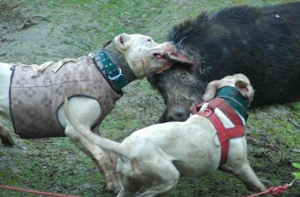 杜高犬打架(咬住对方不撒口)