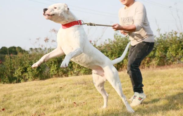 杜高犬打猎(还是狗狗就能搞定)