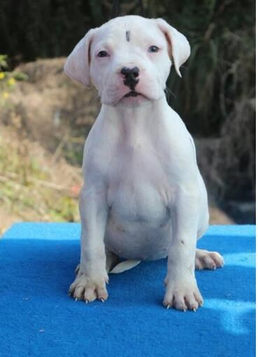 杜高犬舍(怎么找到靠谱的犬舍)