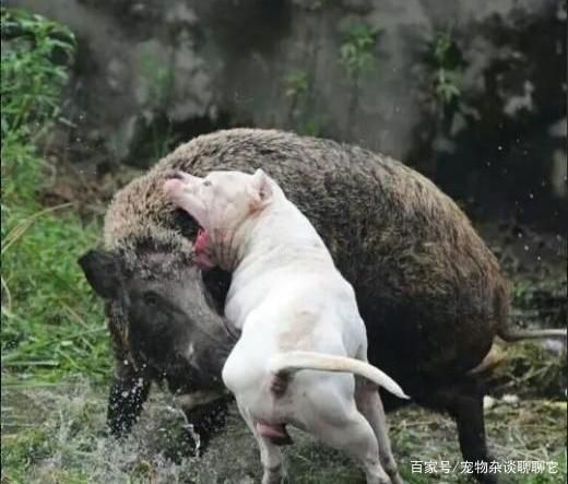 杜高犬视频(它们抓野猪的画面有多震撼)