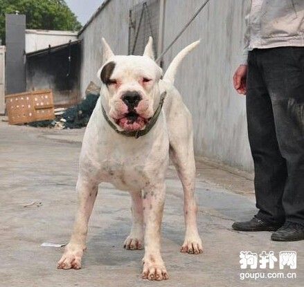 杜高狗( 它真的会攻击人吗)