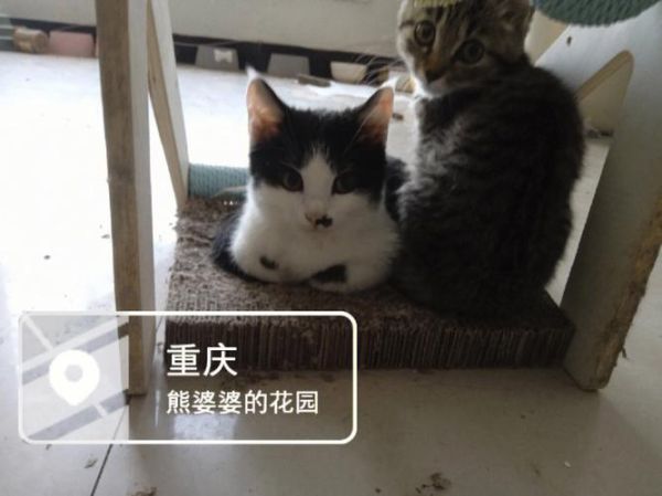 杭州宠物领养(如何才能领养到心仪的宠物)