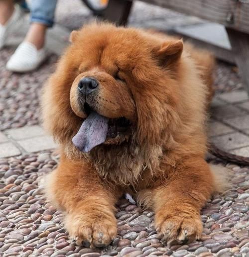松师犬(养它到底有什么难处)