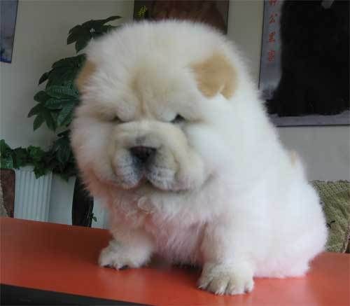 松狮吃什么( 哪些食物不能碰)