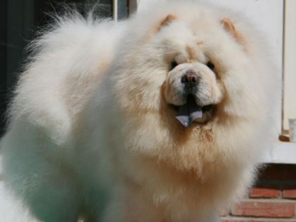 松狮吃什么( 哪些食物不能碰)