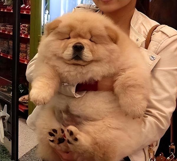 松狮好养吗( 养起来会不会很麻烦)