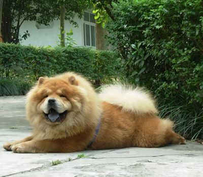 松狮犬(养一只松狮犬需要很高的智商吗)