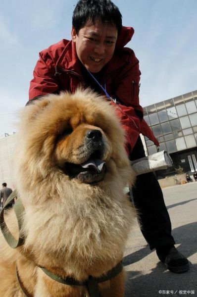 松狮犬(养一只松狮犬需要很高的智商吗)