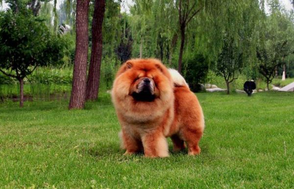 松狮犬价格( 怎么才能买到价格合适的)