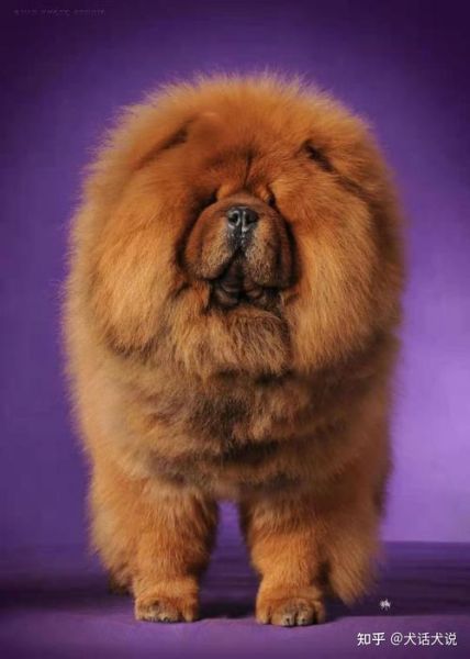 松狮犬图片(它真的有那么尊贵吗)