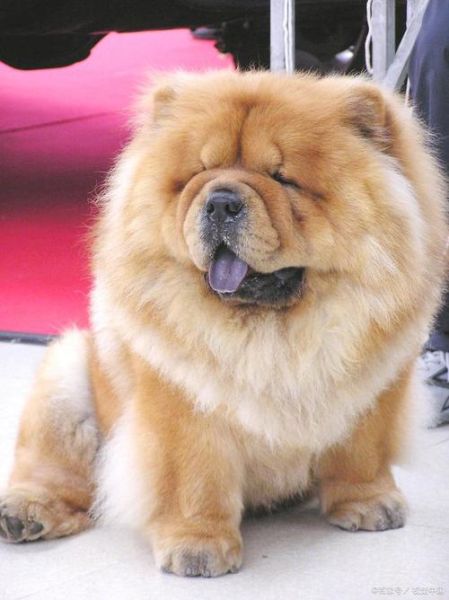 松狮犬图片(它真的有那么尊贵吗)
