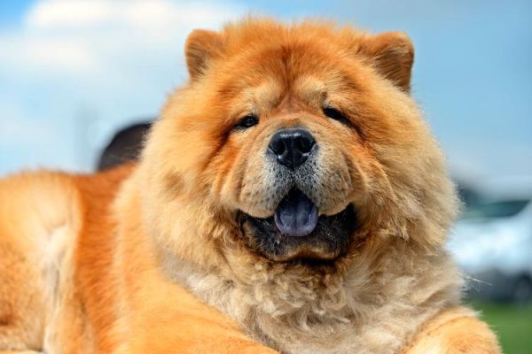 松狮犬舍(清远松狮犬舍是你的选择吗)