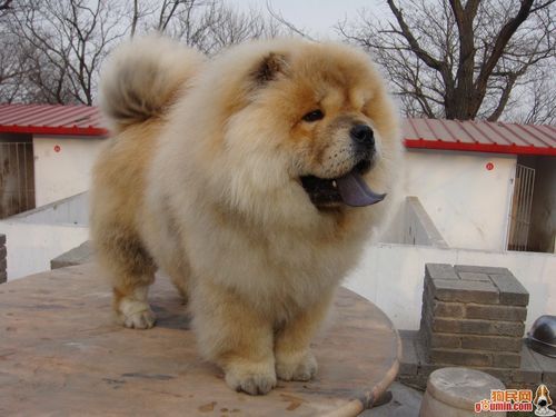松狮犬舍(清远松狮犬舍是你的选择吗)