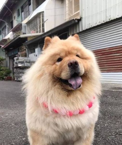 松狮狗( 为什么有人说养它会后悔)