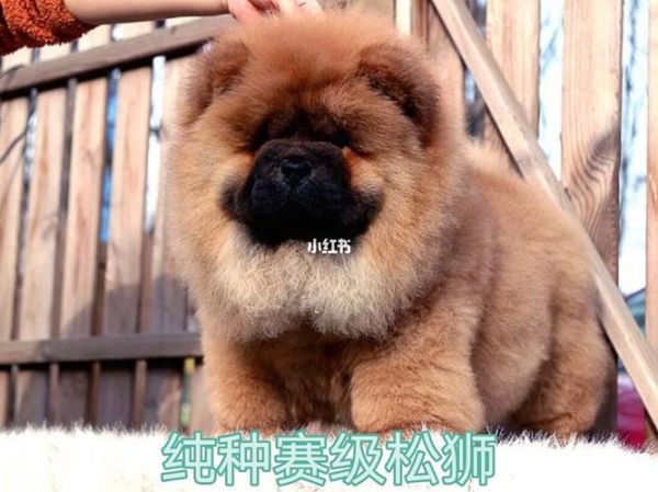 松狮狗的价格(品相影响价格吗)