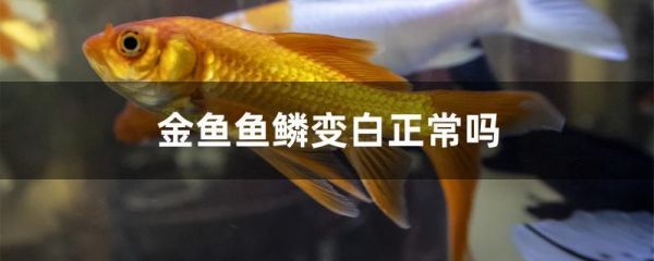 松鳞病(该怎么处理才能让它健康成长)