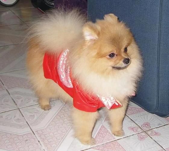 松鼠犬(松鼠犬容易生病吗)