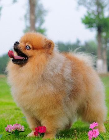 松鼠犬(松鼠犬容易生病吗)