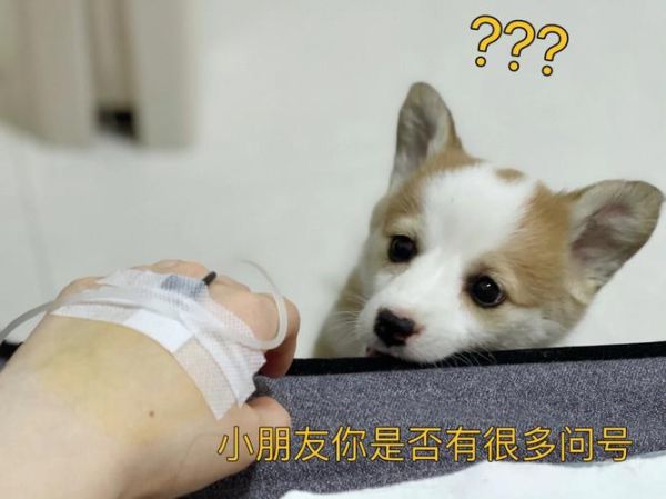 板凳狗(又有着怎样的故事)