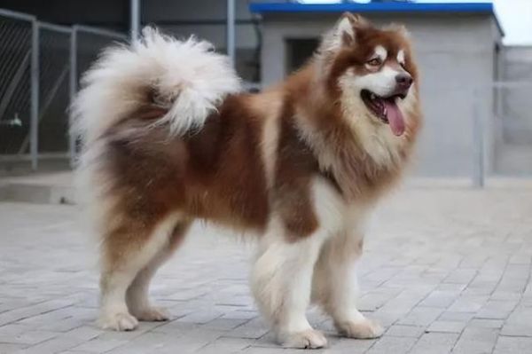 极地雪犬(还有哪些冷门雪橇犬)