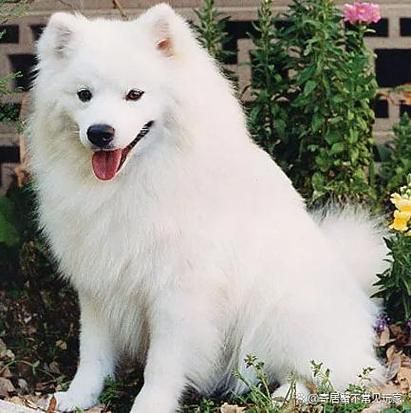 极地雪犬(还有哪些冷门雪橇犬)