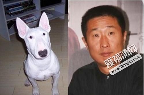 林永健狗(谁更像这只牛头梗)