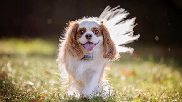 查理士王小猎犬(真的像小王子一样可爱吗)