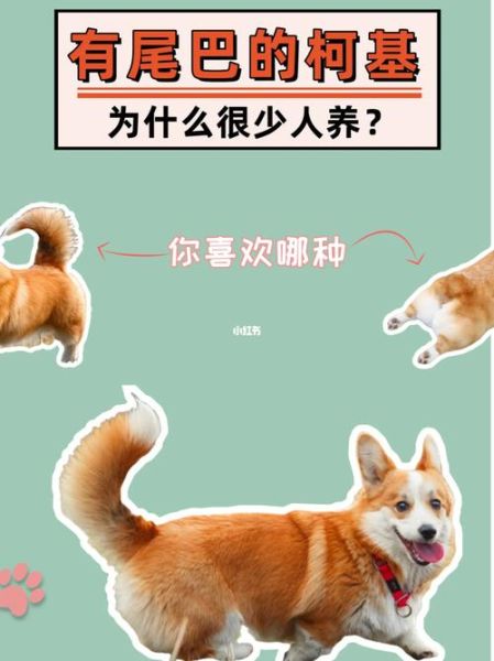 柯基为什么要断尾(是为了方便放牧吗)