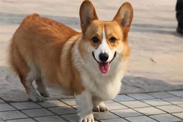 柯基多少钱一只(不同血统和品相价格差多少)