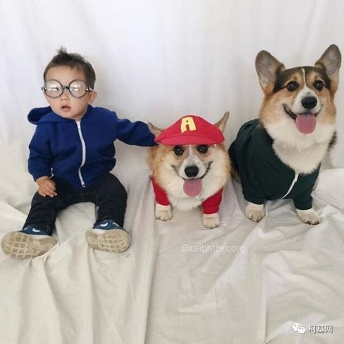 柯基犬(可是真的适合家里有小孩的家庭吗)