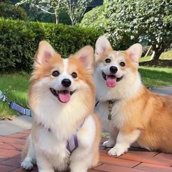 柯基犬价格(到底哪个才是市场价)