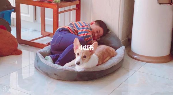 柯基犬图片(适合跟小孩一起玩吗)