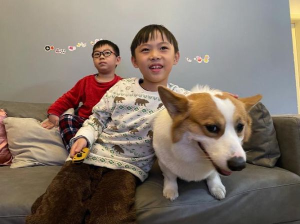 柯基犬图片(适合跟小孩一起玩吗)