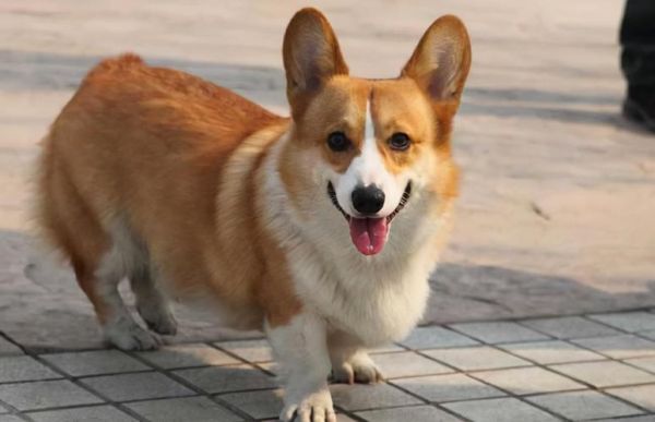 柯基犬好养吗( 它会一直闹腾吗)