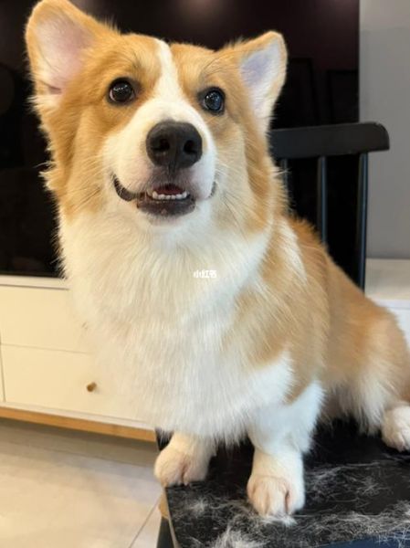 柯基犬好养吗( 它会一直闹腾吗)